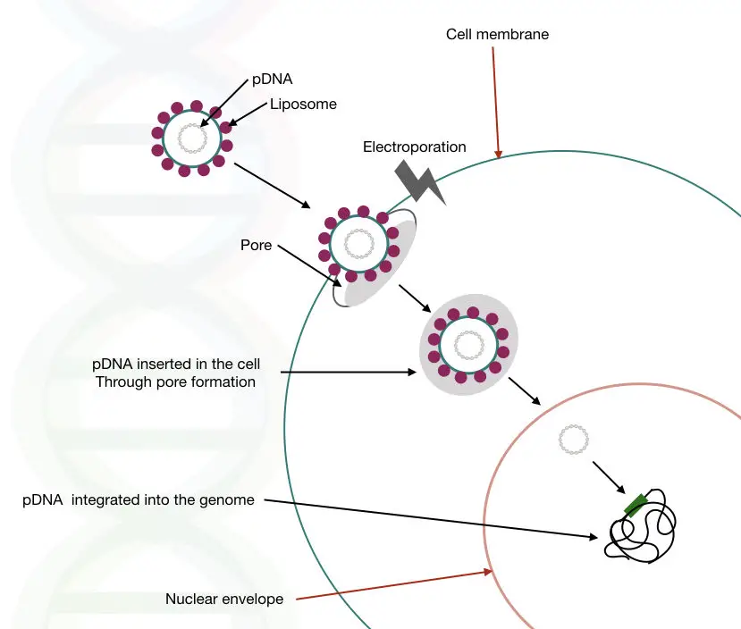 Illustration of naked-DNA mediated gene therapy. 