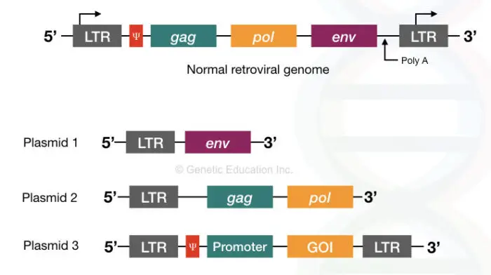 Gene Therapy: Types, Vectors [Viral And Non-Viral], Process ...