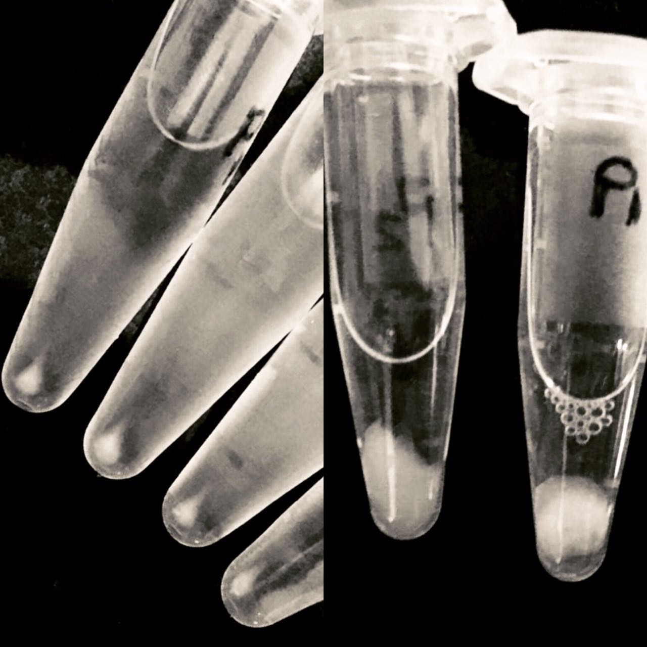 Ethanol precipitated DNA samples.