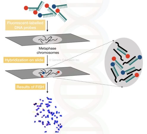 A Brief Introduction To Cytogenetics [Karyotyping, FISH And Microarray]