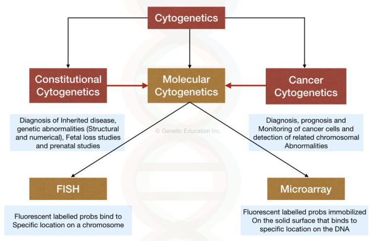 A Brief Introduction To Cytogenetics [Karyotyping, FISH and Microarray]