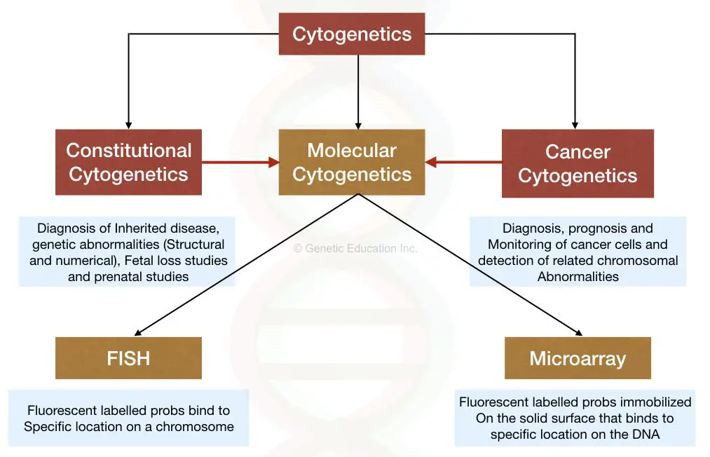 Two categories of cytogenetics 