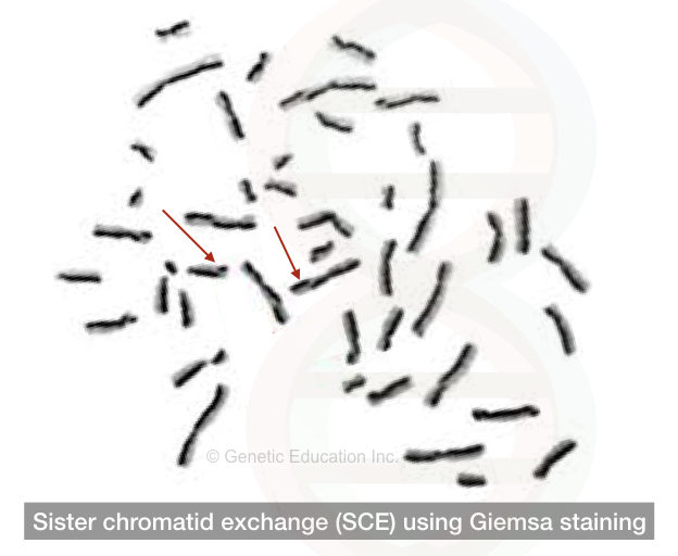 Detection of sister chromatid exchange using Giemsa staining