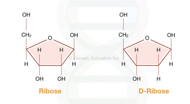 The ribose and D-ribose sugar in RNA and DNA, respectively.