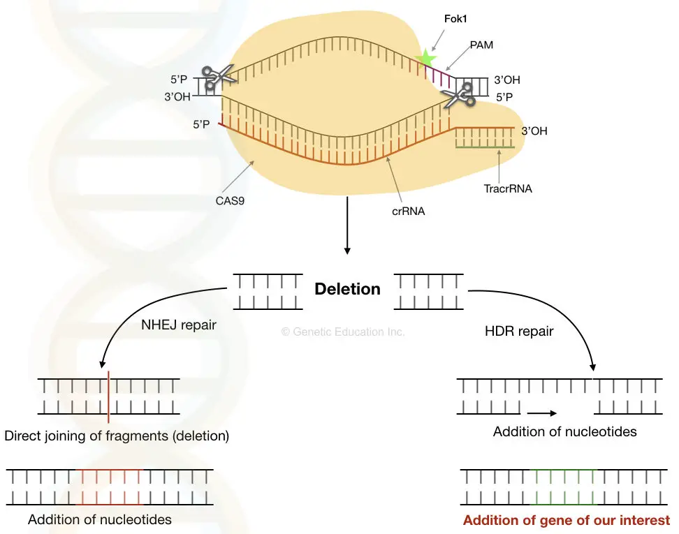 DNA facts: the mechanism of CRISPR-CAS9 gene editing system.
