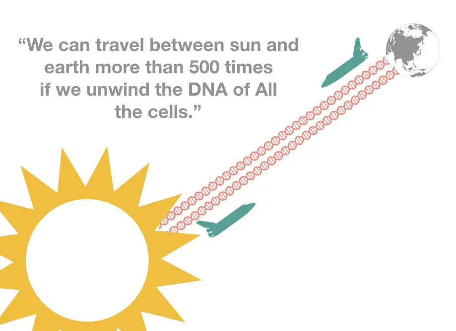 DNA fact: we can travel between sun and earth 500 times and more 