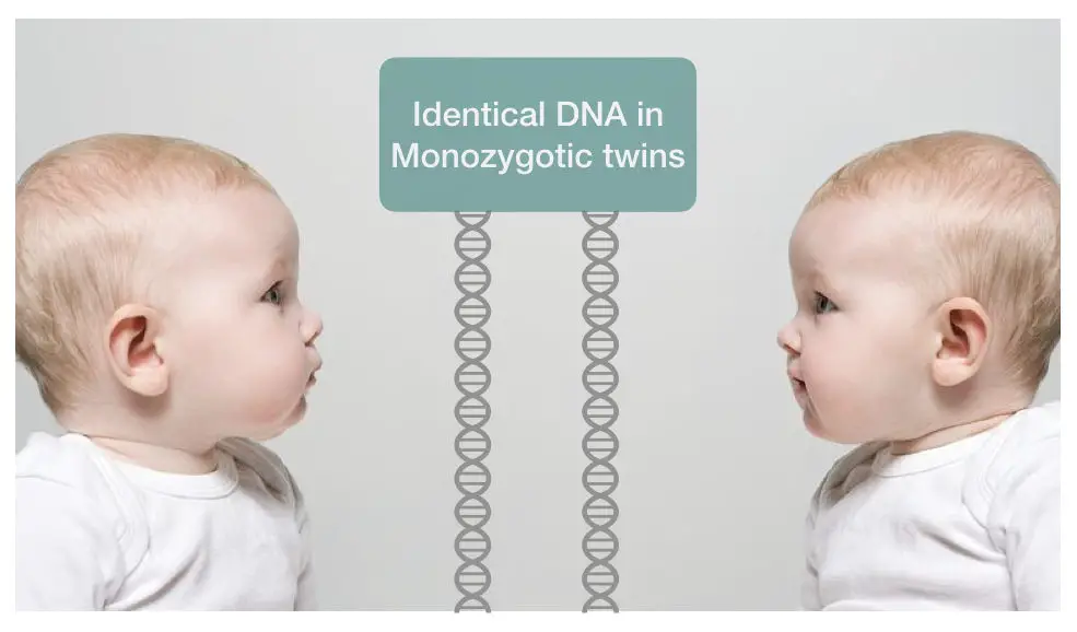 DNA facts: similar DNA is monozygotic twins