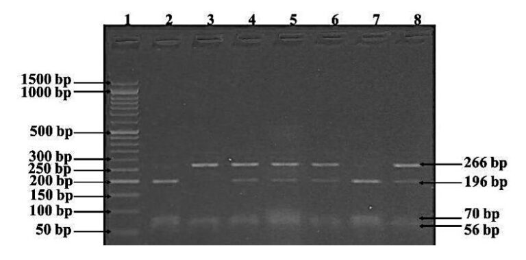 What Is A Dna Ladder And How To Prepare It A Complete Protocol