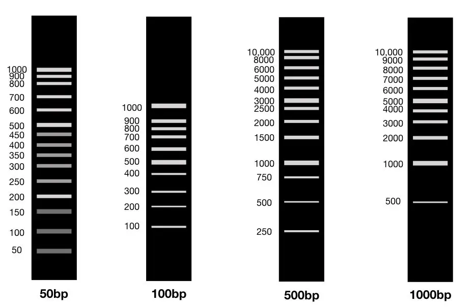 The different size DNA ladders of 50bp, 100bp, 500bp and 1000bp. 