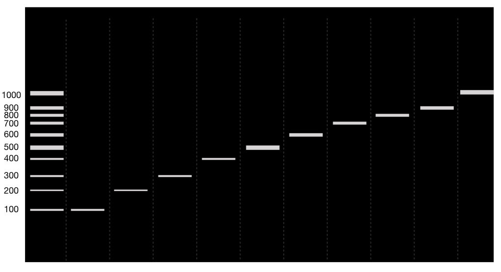 Agarose gel electrophoresis results of different fragments