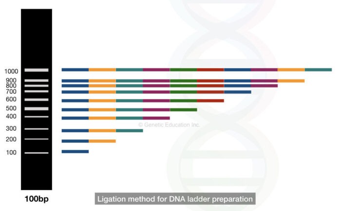 DNA Ladder Labeled