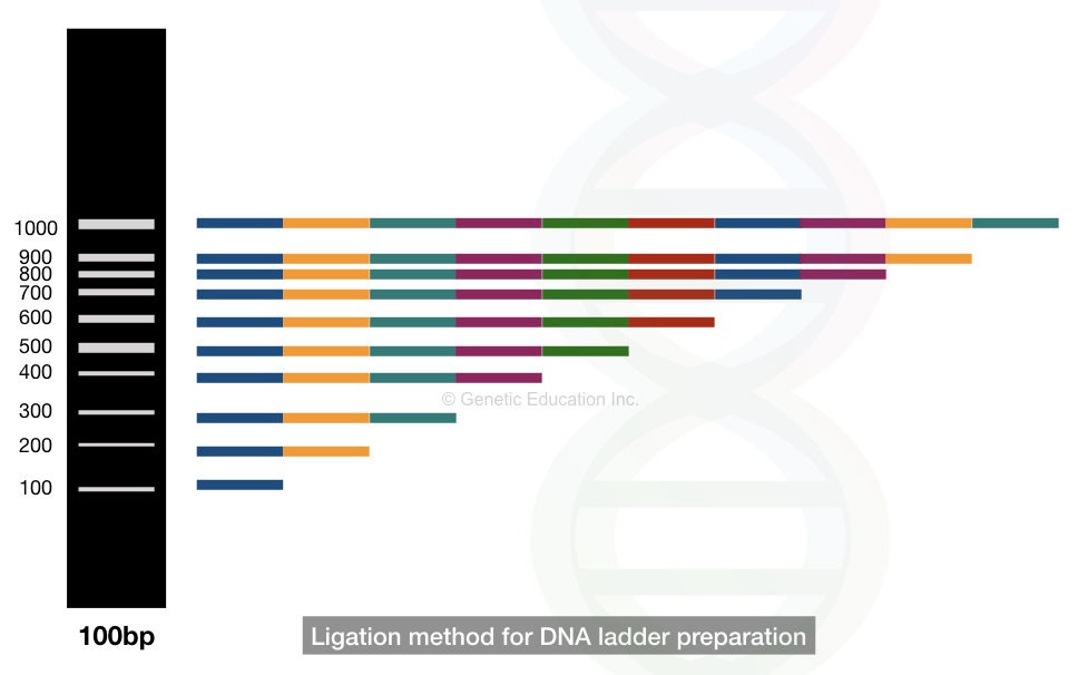 What is a DNA ladder? And How To Prepare It? (A Complete Protocol)