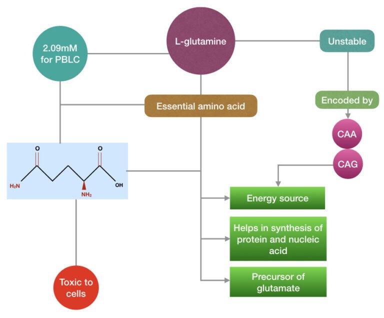 Role Of LGlutamine In Karyotyping