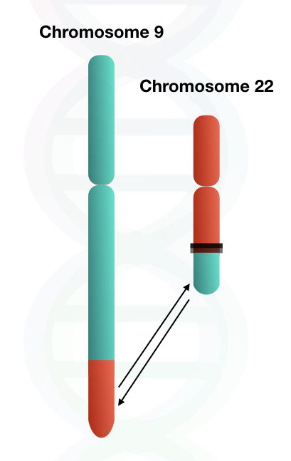 large elongated chromosome 9 and truncated chromosome 22 after the translocation 