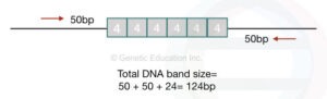 Short Tandem Repeats (STRs): A Secret of Every DNA Test