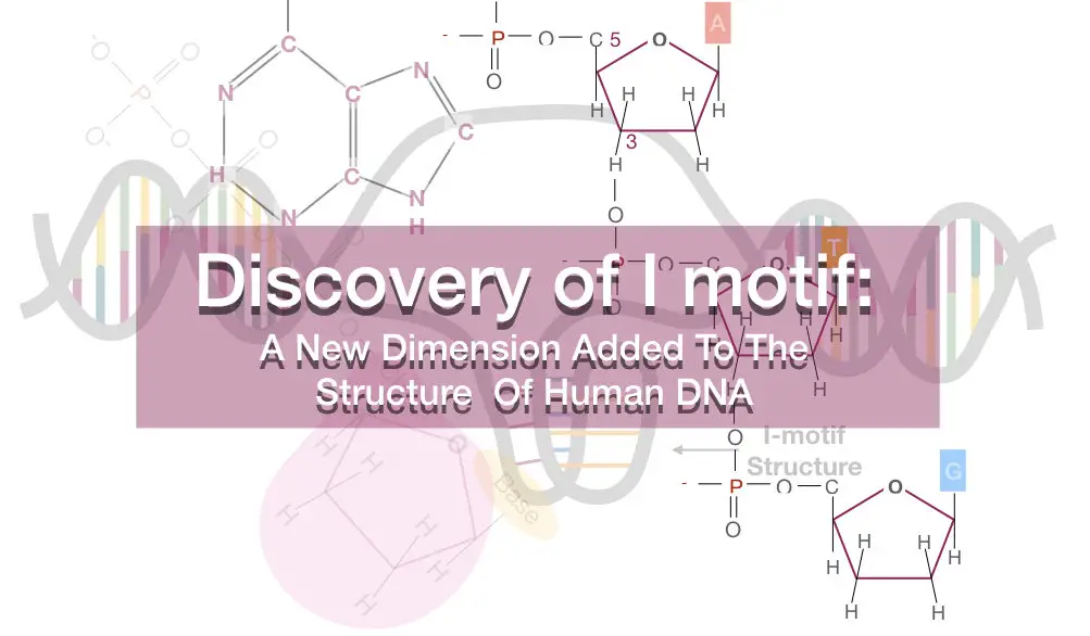 Discovery of I motif: A New Dimension Added To The Structure Of Human DNA