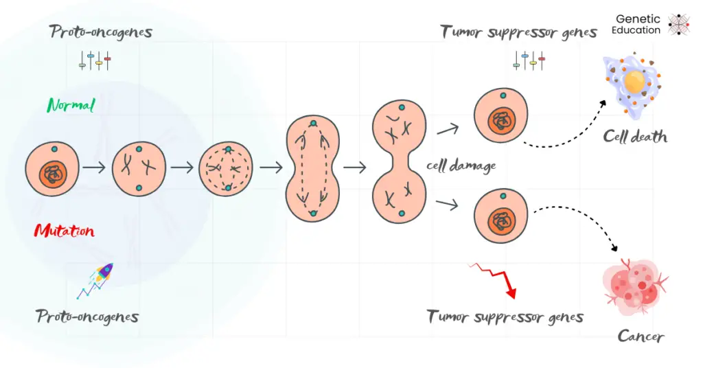 Illustration of the normal and cancer condition.