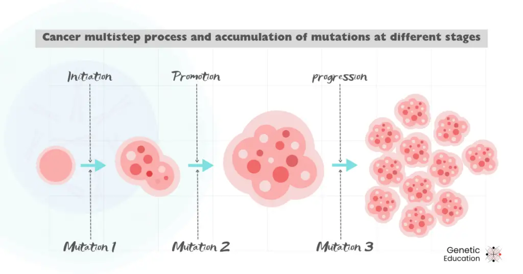 Illustration of multistep cancer process. 