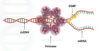 What Is Helicase? And How It unwinds DNA? – Genetic Education