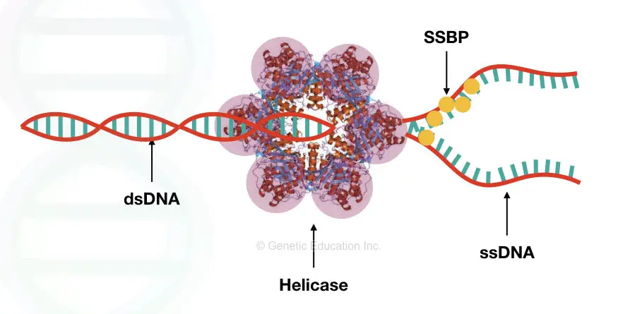 The mechanism of action of helicase