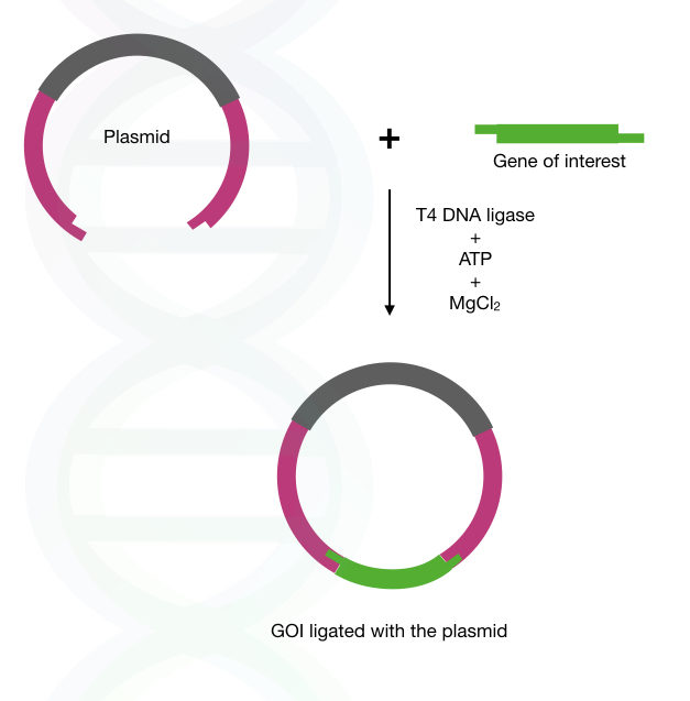 Plasmid and insert ligation using T4 DNA ligase