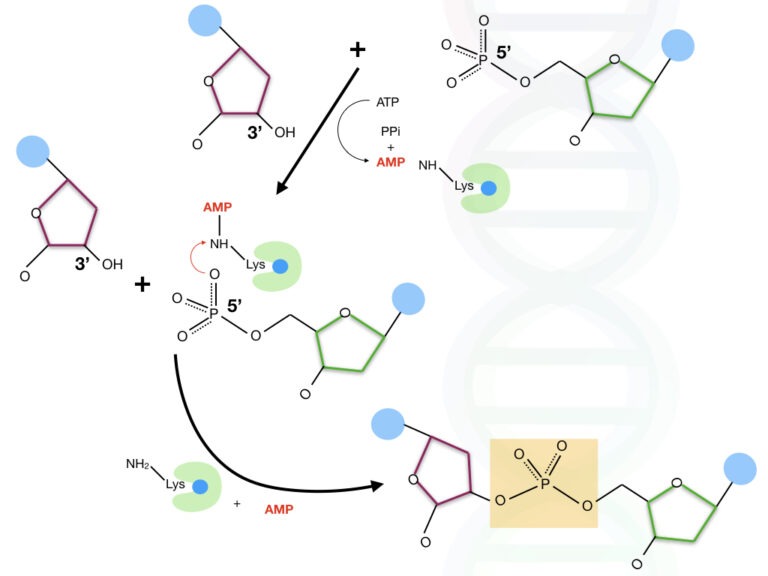 what-is-dna-ligase-and-how-t4-dna-ligase-works