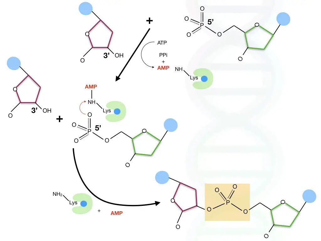 The molecular mechanism of DNA ligation 