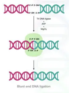 What Is DNA Ligase? And How T4 DNA Ligase Works?