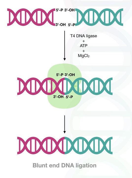 The mechanism of blunt end DNA ligation
