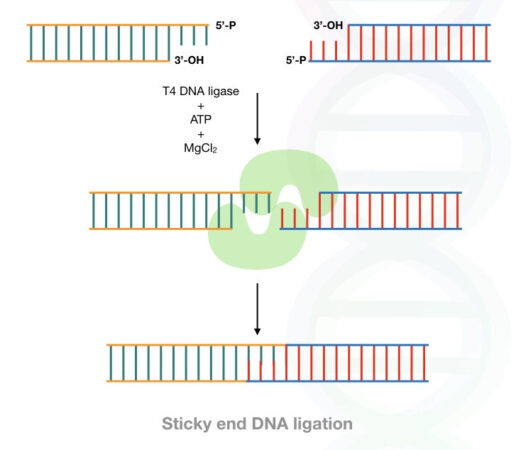 What Is DNA Ligase? And How T4 DNA Ligase Works?