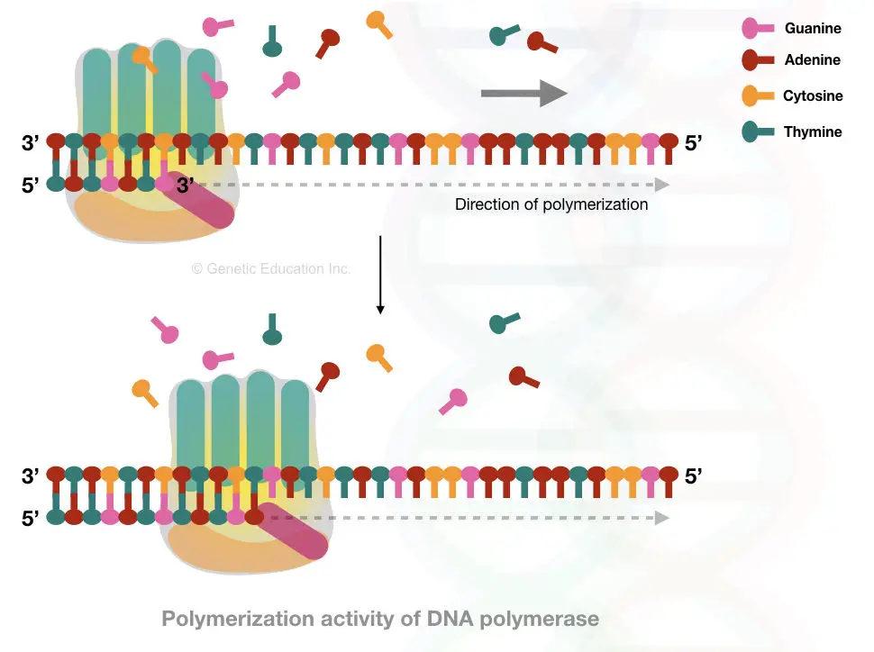 The polymerization activity of DNA polymerase 