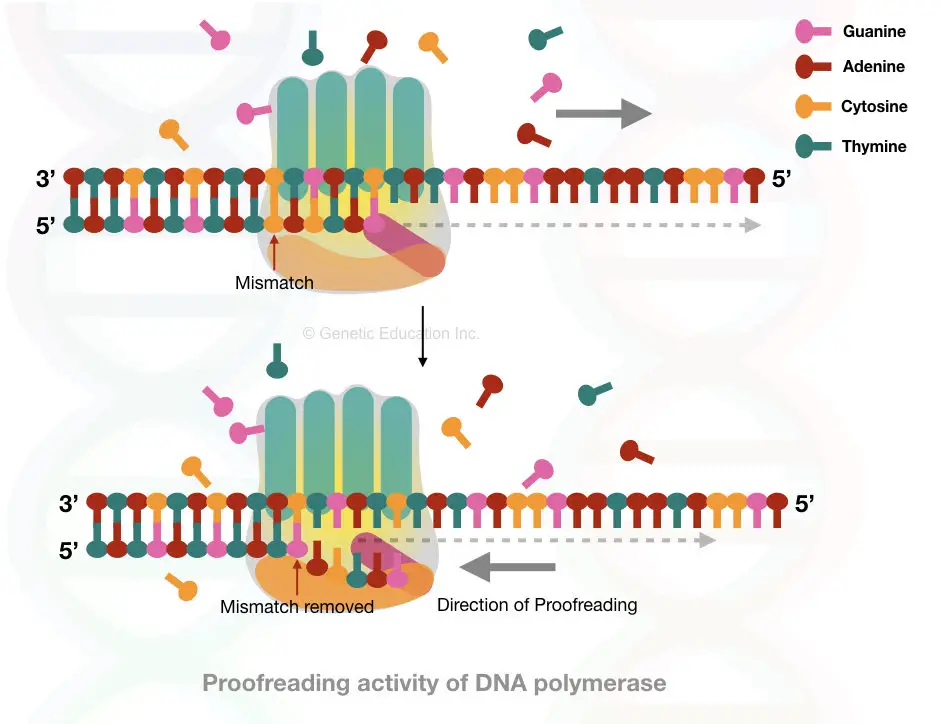 The exonuclease activity of DNA polymerase 