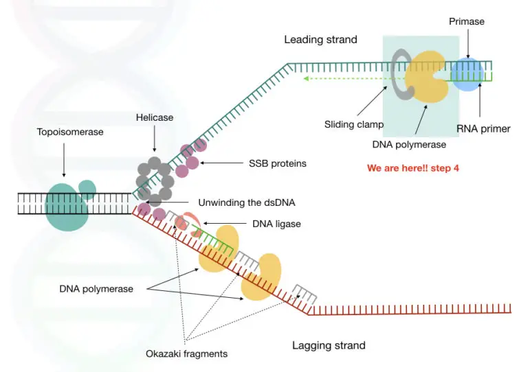 multifunctional-dna-polymerase-an-overview