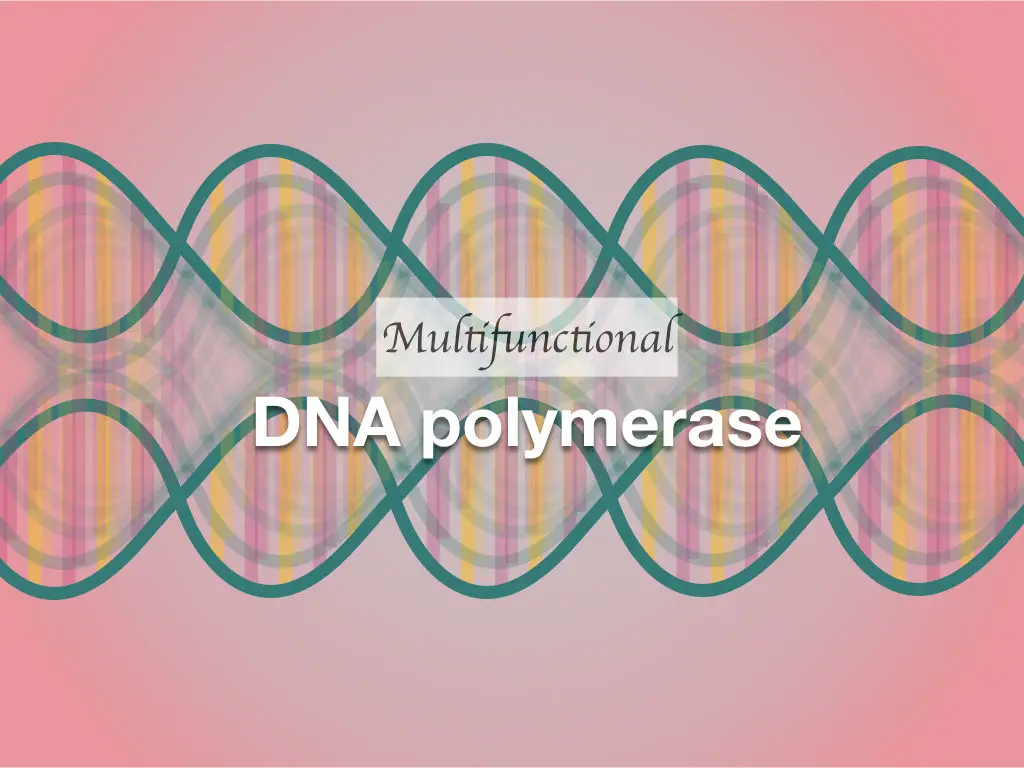 Multifunctional DNA Polymerase: An Overview 