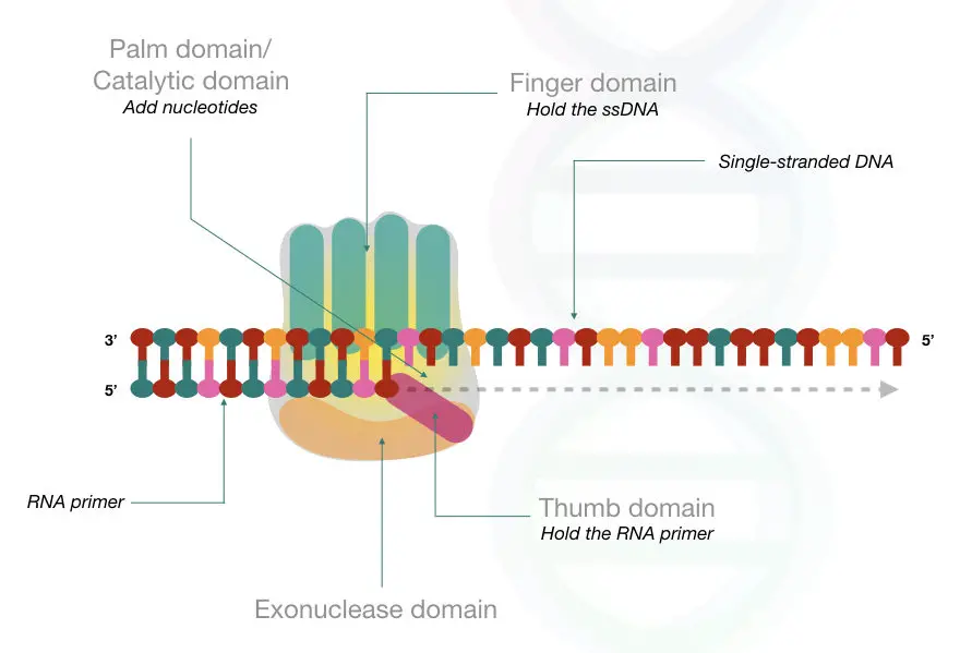 The hypothetical structure of DNA polymerase.