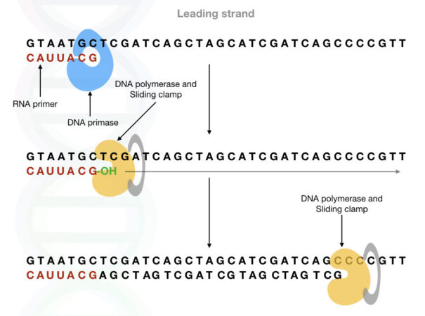 Meet Dna Primase The Initiator Of Dna Replication 8106