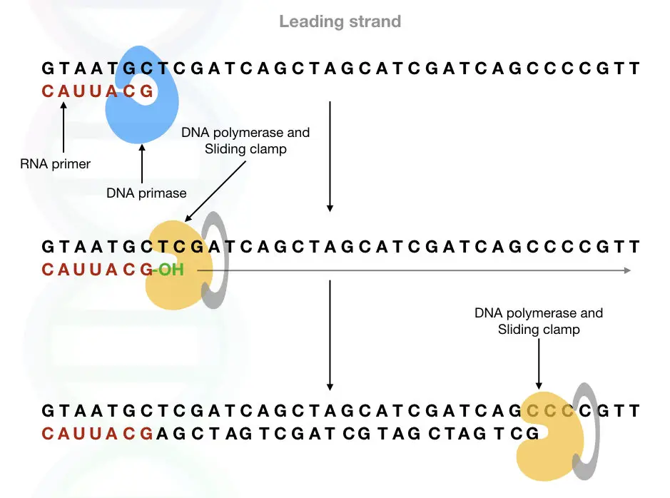 The primase synthesises the RNA primer which provides the 3'OH group to the DNA polymerase.