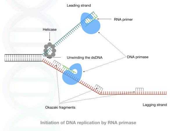 dna-replication-microbiology