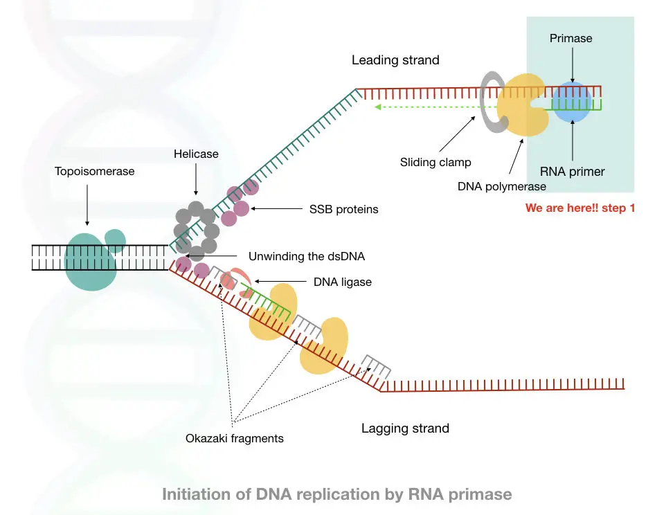 The general process of DNA replication 