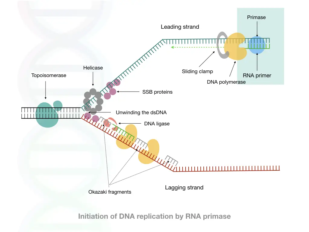 Comparison Between Dna Primer And Rna Primer