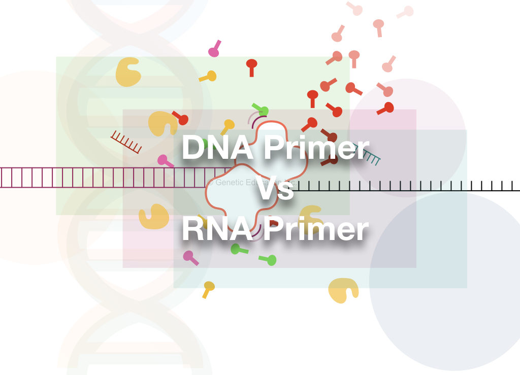 Comparison Between DNA Primer And RNA Primer: 