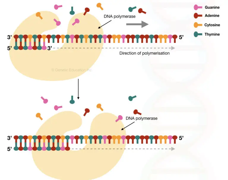 Comparison Between DNA Primer And RNA Primer: