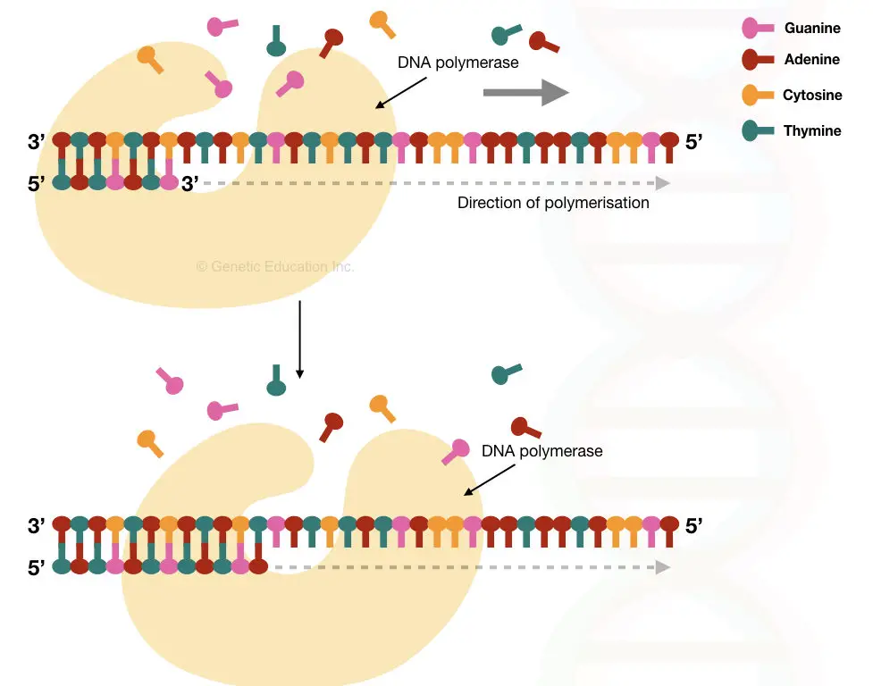 DNA polymerase adds nucleotides by using the 3' OH of the primer 