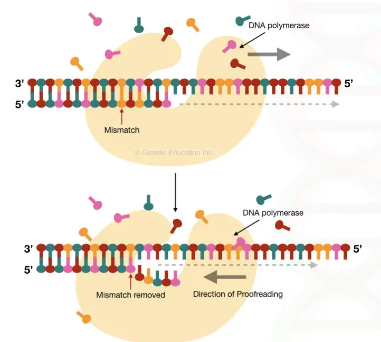 Comparison Between Dna Primer And Rna Primer