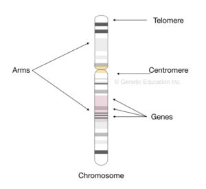 Where are Genes Located? – Genetic Education