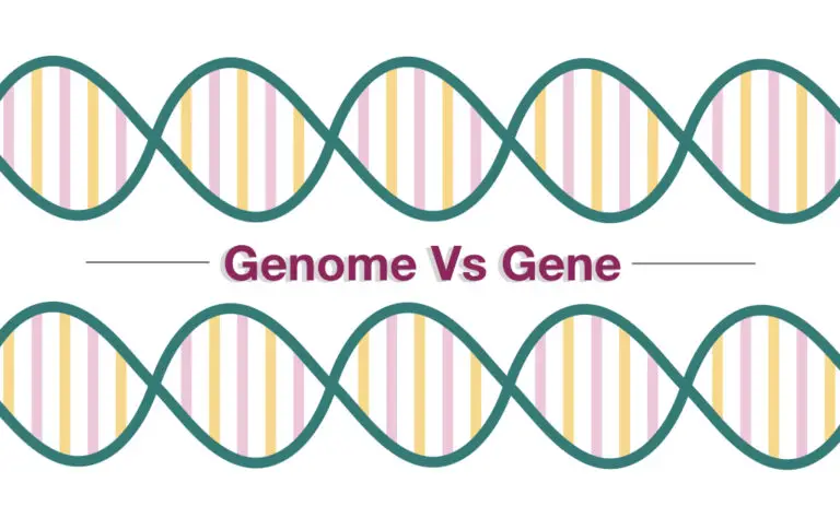 Genome Vs Gene” An Unusual Comparison