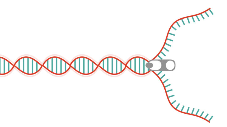 What Is Helicase? And How It unwinds DNA? – Genetic Education