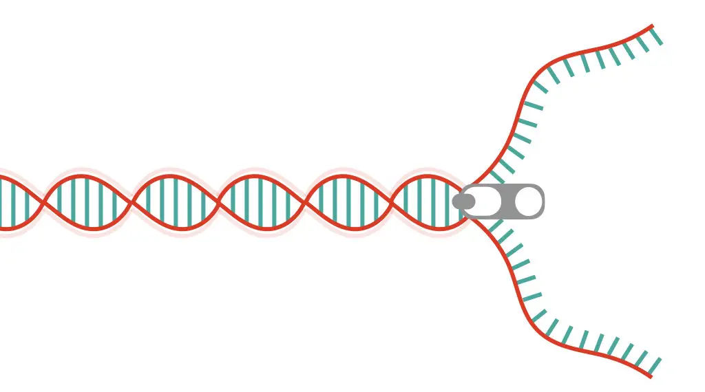 DNA helicase 