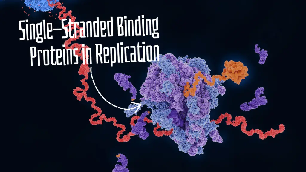 Single-stranded Binding Proteins.