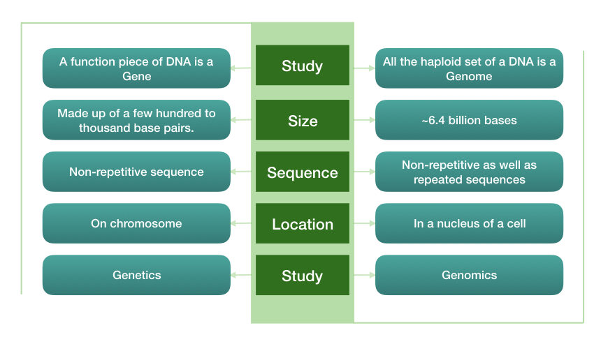 Comparison between gene vs genome 